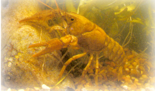 Native Crayfish